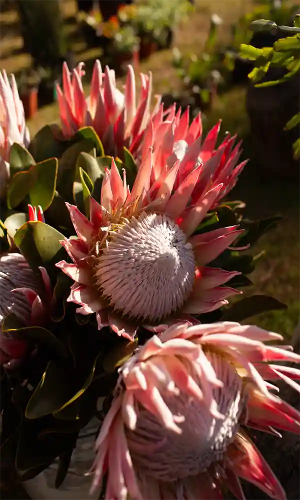 Close-up of pink protea flowers with green leaves in a garden setting.