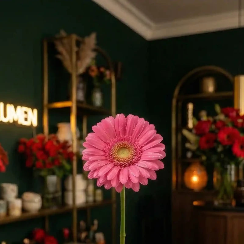 Rosa Gerbera von MO BLUMEN mit Wassertropfen auf den Blütenblättern, einzeln am Stiel.