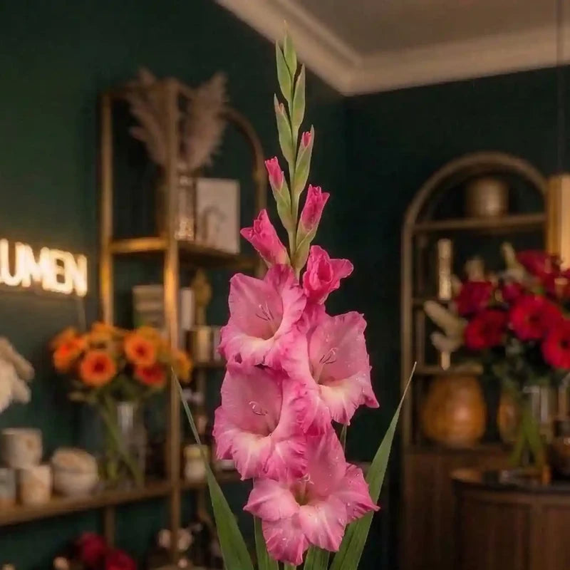 Rosa Gladiole von MO BLUMEN mit Wassertropfen, prominent in einem stilvollen Raum platziert.