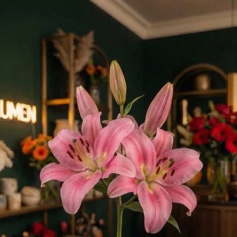 Eine rosa Lilie von MO BLUMEN mit mehreren Blüten und Knospen, benetzt mit Tautropfen, vor dunklem Hintergrund.