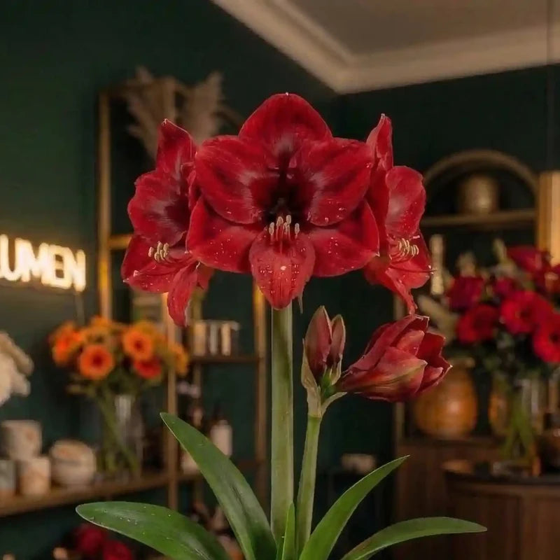 Rote Amaryllis Nahaufnahme – MO BLUMEN Wien