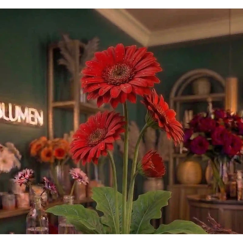 Rote Mini-Gerbera von MO BLUMEN mit Tautropfen in einem Blumengeschäft.