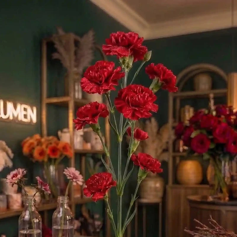 Buy Red Carnation Order Cut Flowers In Vienna MO BLUMEN Buy Red Carnation Order Cut Flowers In Vienna MO BLUMEN
