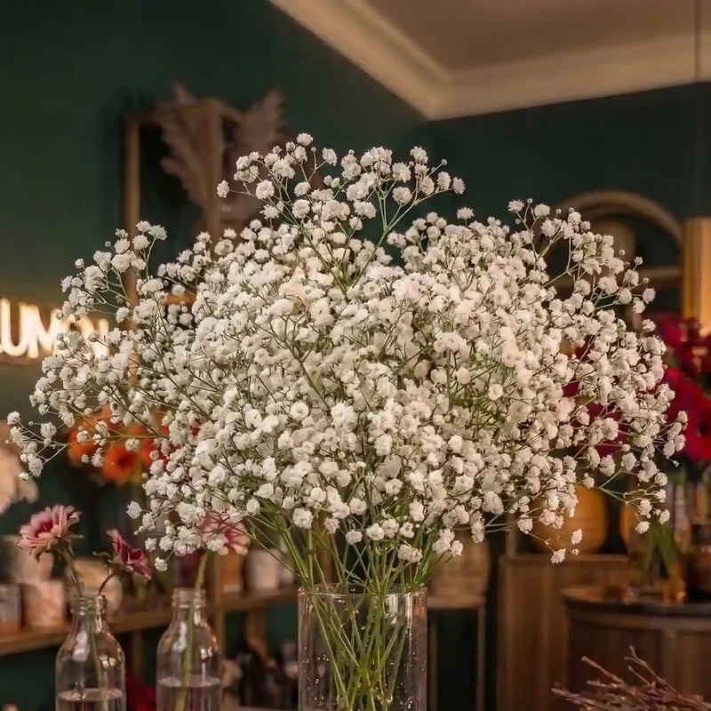 Schleierkraut Nahaufnahme – MO BLUMEN Wien