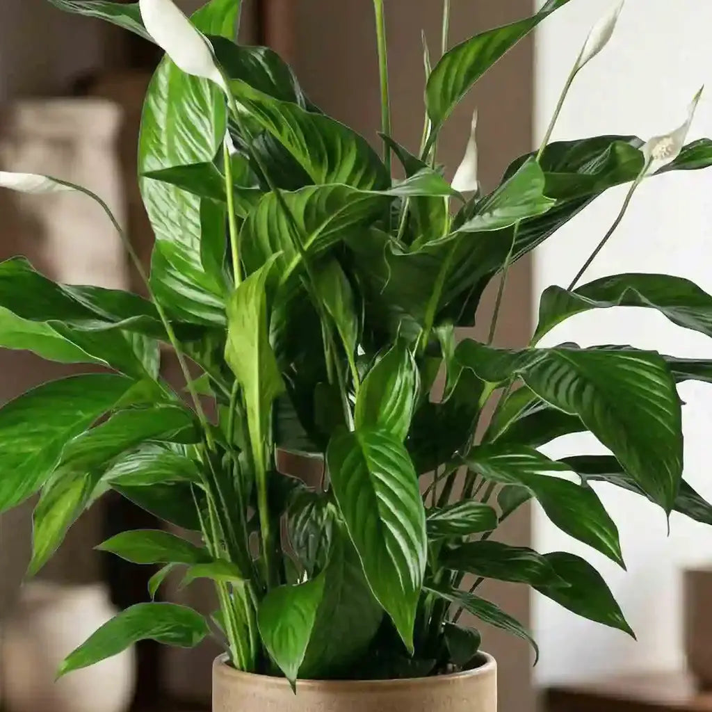 Spathiphyllum Einblatt Nahaufnahme - MO BLUMEN Wien