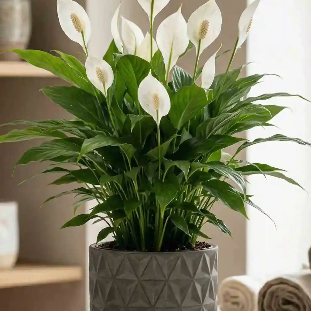 Grünes Spathiphyllum von MO BLUMEN mit weißen Blüten in einem grauen Topf mit geometrischem Muster.