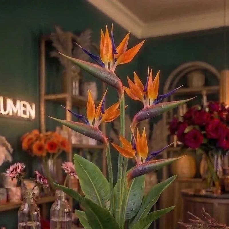 Orange-blaue Strelitzie von MO BLUMEN mit grünen Blättern, mehreren Blüten und sichtbaren Tautropfen.