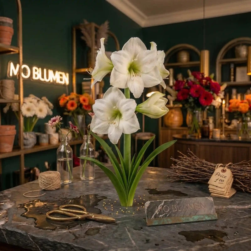 Weiße Amaryllis von MO BLUMEN steht auf einem dunklen Marmortisch mit Schere und Garn im Blumenladen.