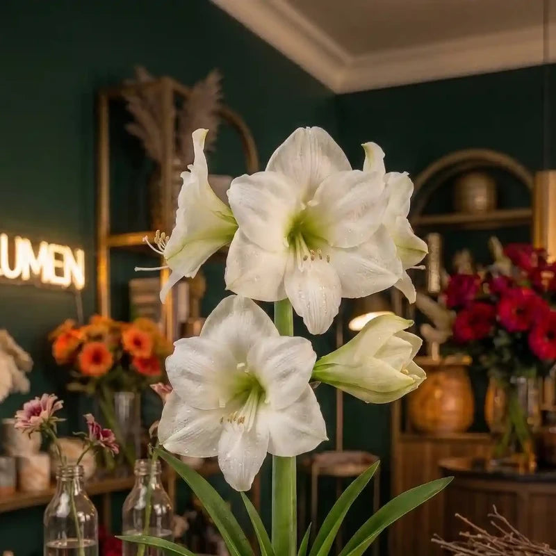 Weiße Amaryllis von MO BLUMEN mit mehreren Blüten am grünen Stiel und Wassertropfen auf den Blütenblättern.