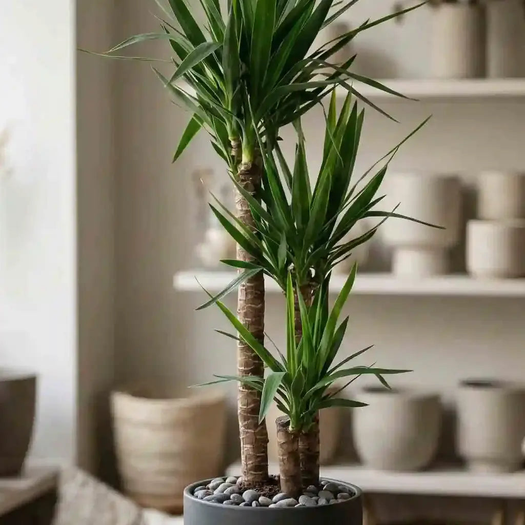 palme zimmerpflanze arten Yucca-Palme Spineless – Zimmerpflanze kaufen – MO BLUMEN