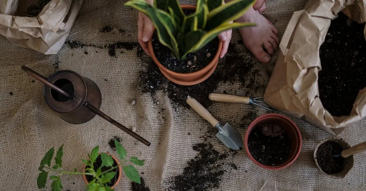 Zimmerpflanzen anfänger – MO BLUMEN